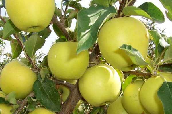 Luna Apples — tasty and healthy
